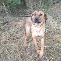 Eva, Hündin zur Adoption