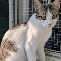 Kater Balou sucht seine tollkühne Crew, Kater zur Adoption
