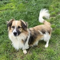 Hübscher Benni, Hund zur Adoption