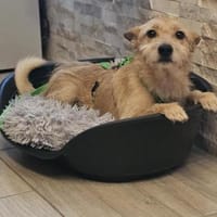 Jörn ist aufgeschlossen und lernbegierig, Hund zur Adoption