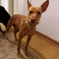 Maite unsere kleine Mutter Courage, Hündin zur Adoption