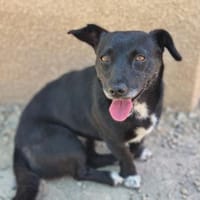 Mira - in 14480 Potsdam auf Pflegestelle, Hündin zur Adoption
