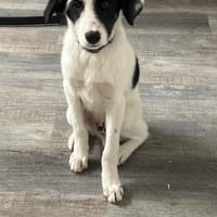 Elpis, Hund zur Adoption