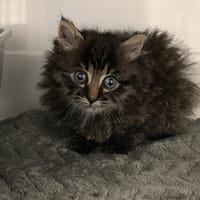 CHOUCHOU, chatte à adopter
