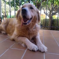 PAT, chienne à adopter