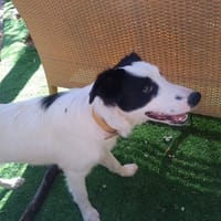 ALYA, chienne à adopter