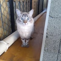 CLARYSSE, chatte à adopter