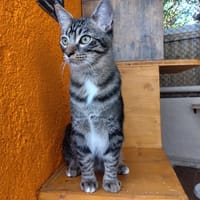 CLOVIS, chat à adopter