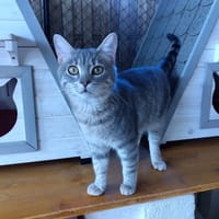 ZACK, chat à adopter