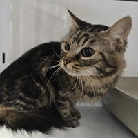 Manon, chatte à adopter