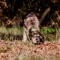 Sirocco, chien à adopter