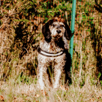 Sirocco, chien à adopter
