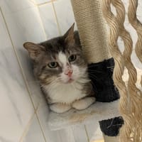 Basil [Fiv+], chat à adopter