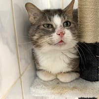 Basil [Fiv+], chat à adopter
