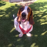 URIA, chienne à adopter