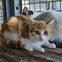 ROUCOUL, chatte à adopter