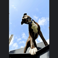 TIGROU, chien à adopter