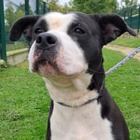 Tryppeur, chien à adopter