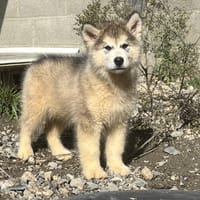 Togo, chien à adopter
