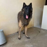 Ninoù, chien à adopter