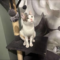 MELUSINE, chatte à adopter