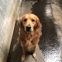 LUIGY, chien à adopter