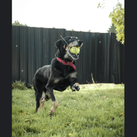 DINA, chienne à adopter