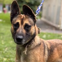Quick CAA14175, chien à adopter