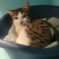 HILTON, chat à adopter