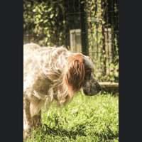 WOOFY, chien à adopter