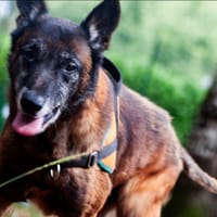 balou, chien à adopter