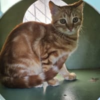 PIOUPIOU, chat à adopter