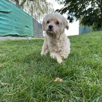 FLAMBY, chien à adopter
