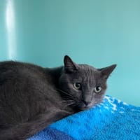 youtou, chat à adopter