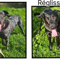 REGLISSE, chien à adopter