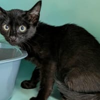 SHIITAKI QCT, chat à adopter