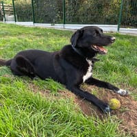 hades (RESERVÉ), chien à adopter