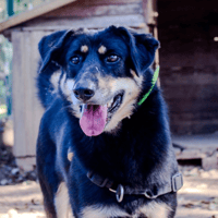 Vaya, chienne à adopter