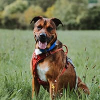 Tayko, chien à adopter