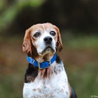 Pipo, chien à adopter