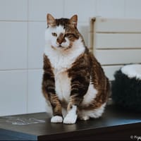 Mickey, chat à adopter