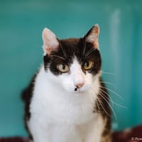 Kentucky, chat à adopter