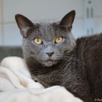 Chouchou, chatte à adopter