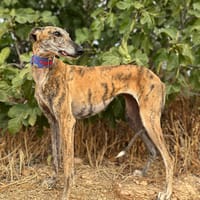MARGARITA, chienne à adopter