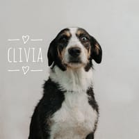 CLIVIA, chienne à adopter