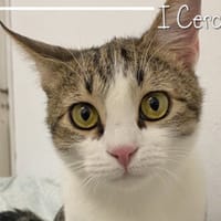 Zaki, gatto da adottare