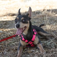 MIKI, chien à adopter