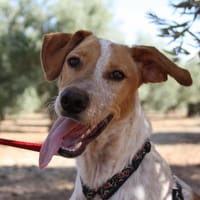 PECAS, chien à adopter