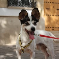 CURRO, chien à adopter