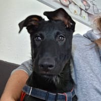 AZUR, chien à adopter